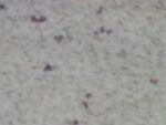 River White 3CM